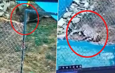 Cheetah Uday Before Death CCTV Video:কুনো জাতীয় উদ্যানে ফের মৃত্যু চিতার, সামনে এল শেষ মুহুর্তের ছবি (দেখুন ভিডিও)