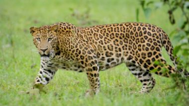 Leopard: পাঁচ বছরের চিতাবাঘকে দত্তক নিলেন কেন্দ্রীয় মন্ত্রী রামদাস আতাওয়ালে