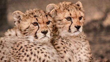 Cheetah in Kuno National Park: কুনোয় নতুন প্রাণ, নামিবিয়া থেকে আনা চিতা 'জ্বালা' জন্ম দিল তিন শাবকের