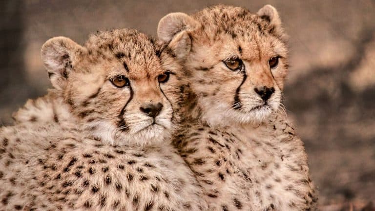 Cheetah Cub Dies: নামিবিয়া থেকে আনা চিতা বাঘের আরও ২ শাবকের মৃত্যু কুনোয়, তিন দিনে ৩ চিতার মৃত্যু