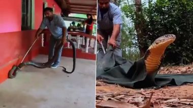 Snake Viral Video: ১৫ ফুট দৈর্ঘ্যের কিং কোবরা সাপ ধরলেন ব্যক্তি, দেখুন অবিশ্বাস্য ভিডিয়ো