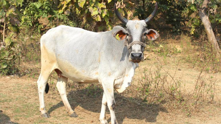 MP: মধ্যপ্রদেশের গ্রামের জঙ্গলে একসঙ্গে ৫০০টি গরুর দেহ উদ্ধার!