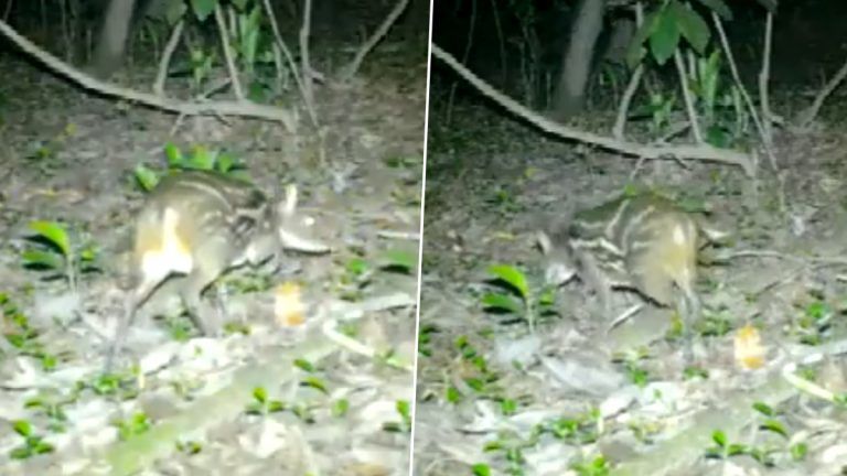 Rare Mouse-Deer: ছত্তিশগড়ের জঙ্গলে দেখা পাওয়া গেল বিরল প্রজাতির ইঁদুর-হরিণের, ভিডিয়ো