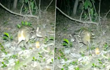 Rare Mouse-Deer: ছত্তিশগড়ের জঙ্গলে দেখা পাওয়া গেল বিরল প্রজাতির ইঁদুর-হরিণের, ভিডিয়ো