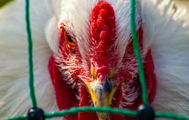 Bird Flu: বার্ড ফ্লু প্রতিরোধে ব্রাজিলে জারি জরুরি অবস্থা