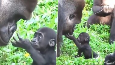 Gorilla: জন্মের পর বাবাকে প্রথম দেখে আদর করছে শিশু গোরিলা, মন ভালো করা ভিডিয়ো