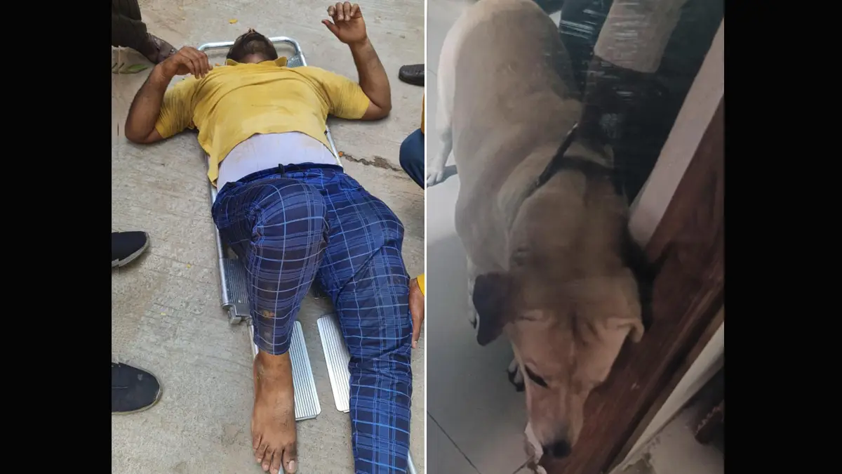 Hyderabad Dog Attack: কুকুরের কামড় থেকে বাঁচতে তিনতলা থেকে লাফ ডেলিভারি এজেন্টের, প্রাণ বাঁচলেও শরীরে একাধিক ফ্র্যাকচার