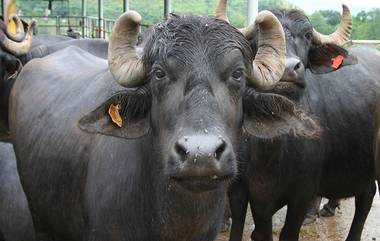 Buffalo Attack in Kerala: ষাঁড়ের গুঁতো, কেরলে বলি দুই প্রতিবেশী, বন দফতরের বিরুদ্ধে পথে গ্রামবাসী