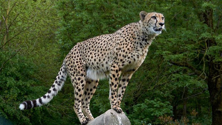 Kuno Cheetah Death: : কুনোর জঙ্গলে ফের এক চিতার মৃত্যু, সত্যতা স্বীকার বন দফতরের