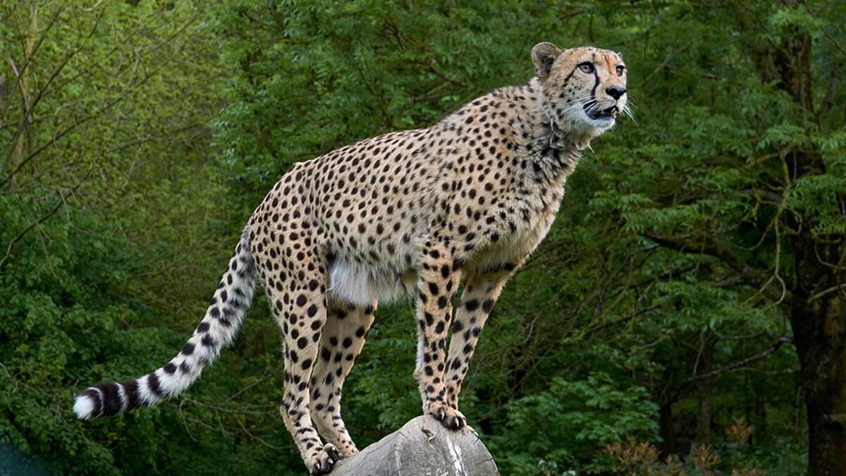 Kuno Nambian Cheetah: কুনো জাতীয় উদ্যানে নামিবিয়ান চিতা মৃত্যু নিয়ে বড় দাবি