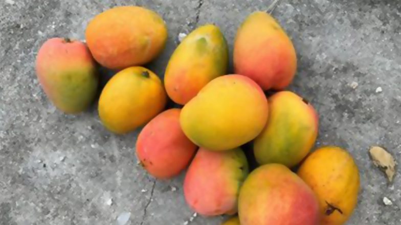 Mango: টক্সিনমুক্ত না রাসায়নিক দিয়ে পাকানো আম?  বুঝবেন কীভাবে, দেখে নিন