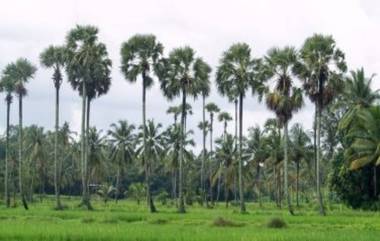 Viral News: ৭০ ফুট উঁচু তাল গাছে উঠে মদ্যপান, উদ্ধারে নামাতে হল ক্রেন