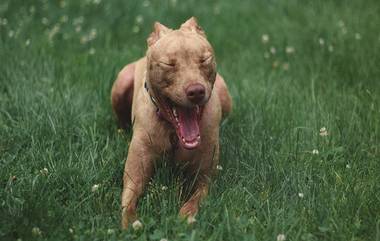 Pet Attack: পোষ্য কুকুর কামড়ালেই গুনতে হবে ১০ হাজার টাকা জরিমানা