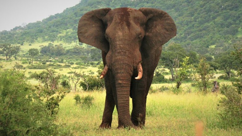 Elephant Transports Ballots: কাম্বোডিয়ার সাধারণ নির্বাচনের জন্য ব্যালট চলেছে হাতির পিঠে চড়ে, দেখুন ভিডিয়ো