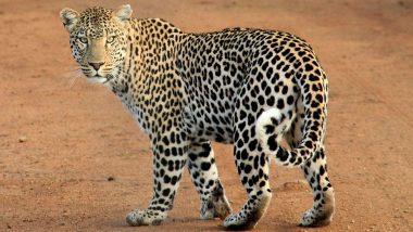 Cheetah Shaurya Dies: কুনো জাতীয় উদ্যানে দশ মাসে ১০টি চিতার মৃত্যু, মঙ্গলবার মারা গেল শৌর্য