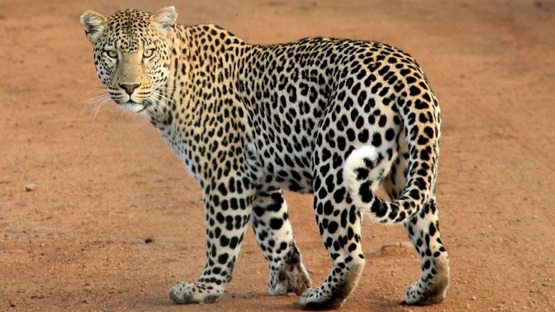 Leopard Spotted in Haryana: বসতি এলাকায় বাড়ির মধ্যে ঢুকে পড়ল চিতাবাঘ, তুমুল আতঙ্কের ভিডিয়ো দেখুন