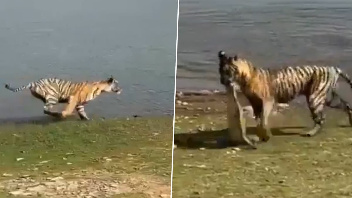 Tigress Hunts Turtle: জলে লাফিয়ে কচ্ছপ শিকার করছে বাঘ, রণথম্ভোর ন্যাশনাল পার্কের ভিডিও হল ভাইরাল (দেখুন ভিডিও)