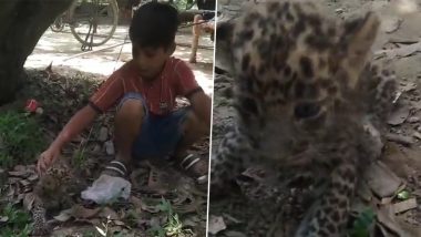 Leopard Cub Found in Park: শিশু উদ্যানে দেখা মিলল বাঘের বাচ্চা, অবোলার সঙ্গে খেলায় মত্ত সকলে