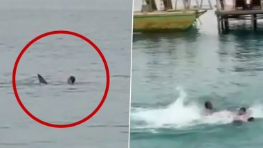 Shark Beaten to Death in Egypt Videos: রাশিয়ান পর্যটককে কামড়ে খাওয়া হাঙরকে পিটিয়ে মারল মিশরের মানুষ, ভয়াবহ ভিডিয়ো