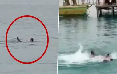 Shark Beaten to Death in Egypt Videos: রাশিয়ান পর্যটককে কামড়ে খাওয়া হাঙরকে পিটিয়ে মারল মিশরের মানুষ, ভয়াবহ ভিডিয়ো