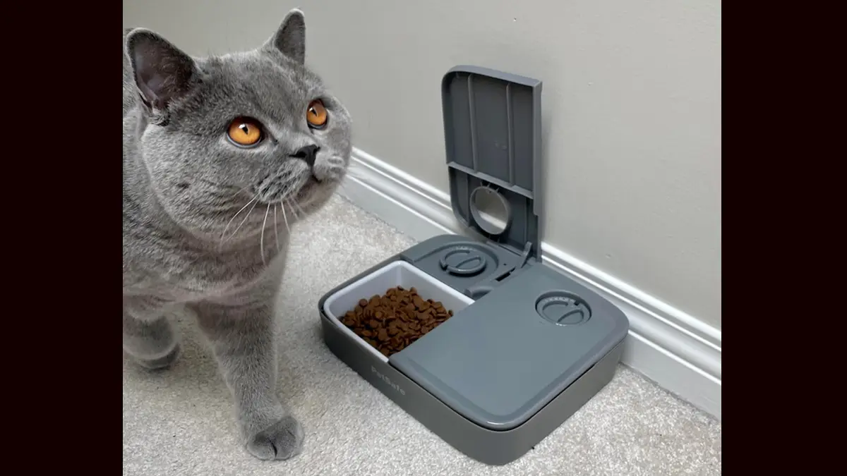 Domesticated Cats Kill Native Animals: বছরে ৩২৩ মিলিয়ন স্থানীয় অস্ট্রেলিয়ান প্রাণী হত্যা করে পোষা বেড়াল