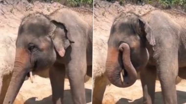 Elephant's Cute Video: শুঁড়ে করে জল নিয়ে চোখ ধুচ্ছে গজরাজ, দেখুন মজাদার ভিডিয়ো