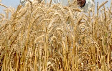 Wheat Stock Holding Limit: গম মজুত রাখার সীমাতে রাশ, মূল্যবৃদ্ধি এবং মজুদ নিয়ন্ত্রণে বড়সড় সংশোধনের পথে হাটল কেন্দ্র