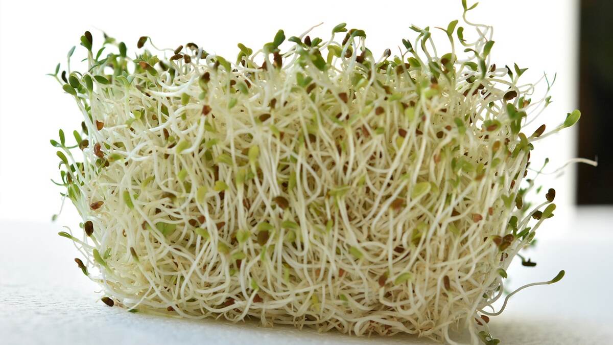 Best Way To Eat Sprouts : আপনিও কি কাঁচা স্প্রাউট খান? জেনে নিন খাওয়ার সঠিক উপায়