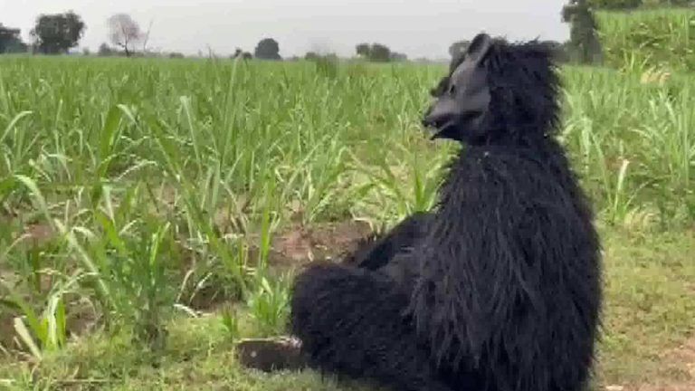 Bear Costume to Protect Crop: দেখুন, বাঁদরের থেকে শস্য বাঁচাতে ভালুকের পোশাকে কৃষক