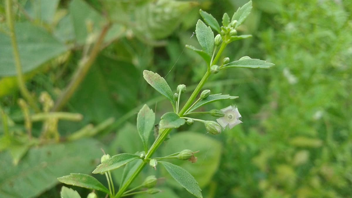 Medicinal Plants : বাড়িতেই ঔষধি গাছ চাষ করুন, জেনে নিন গাছগুলির ব্যবহার