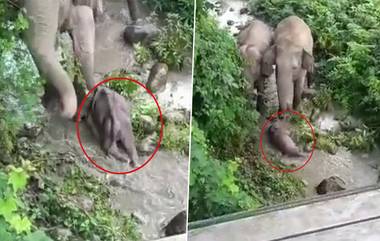 Heartbreaking Video: মৃত সন্তানকে বাঁচানোর মরিয়া চেষ্টা মা হাতির, চোখে জল আনা ভিডিয়ো