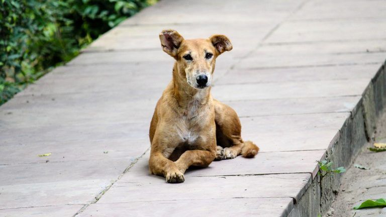 Dog Meat Banned: কুকুরের মাংস বিক্রি করা যাবে না, নিষিদ্ধ ঘোষণা সরকারের