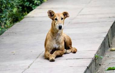 Pet Dog Barking Dispute: কুকুরের ডাকে বিরক্ত হয়ে বিবাদ মধ্যপ্রদেশে, গুলিবিদ্ধ হয়ে নিহত দুইজন