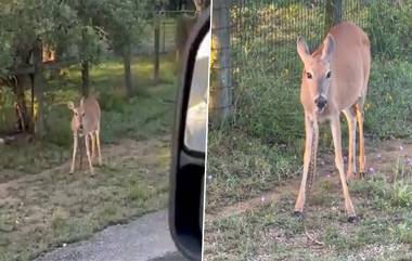 Deer Eating Snake: সাপ চিবিয়ে খাচ্ছে 'তৃণভোজী' হরিণ! অবিশ্বাস্য ভিডিয়ো