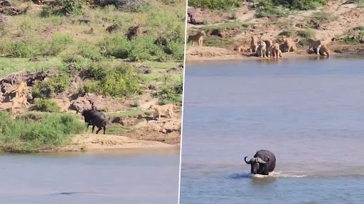 Viral Video: আত্মসমর্পণ নয়, সিংহের দলকে তাড়াল একা মহিষ; ভাইরাল ভিডিয়ো