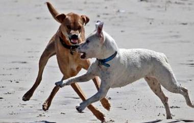 Dog Attacks Woman Video: এক ঝাঁক কুকুরের হামলা, রাস্তায় ফেলে মহিলাকে 'ছিঁড়ে খাওয়ার' উপক্রম, ভয়াবহ ভিডিয়ো