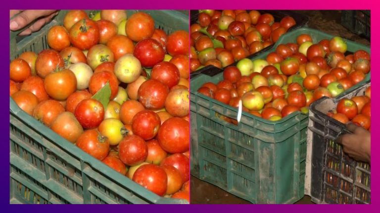 Tomato Price Hike: আগুন দাম টমেটোর, ১৪০ টাকা করে বিকোচ্ছে প্রতি কেজি