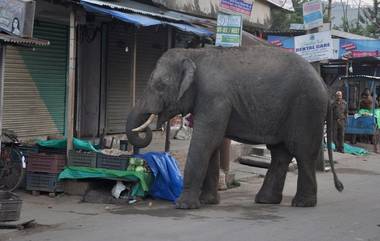 Assam:অসমের নগাঁও জেলায় বন্য হাতির হামলায় মৃত্যু হল এক যুবকের, খবরের সত্যতা স্বীকার বন কর্মকর্তার