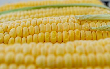 Corn Benefits in Monsoon : বর্ষায় সুস্থ থাকতে এবং ওজন নিয়ন্ত্রণে খান ভুট্টা, জানুন এর উপকারিতা