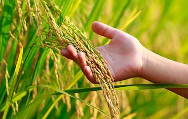 Paddy Farming : ধান রোপণের আগে বিশেষজ্ঞদের এই টিপস জেনে নিন, ফলন হবে দারুণ