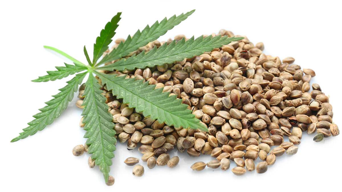 Hemp Seeds For Women : মহিলাদের শরীরের অনেক সমস্যা সমাধান করে এই বীজ, জানুন এর উপকারিতা