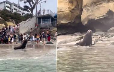 Angry Sea Lion Charges : সুমদ্র সৈকতে পর্যটকদের উপর গর্জে উঠল সামুদ্রিক সিংহ, দেখুন ভিডিয়ো