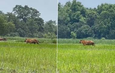 Tiger In Pilibhit: চাষের ক্ষেতে রাজকীয় চালে ঘুরে বেডাচ্ছে বাঘ, চমকে দেওয়া ভিডিয়ো