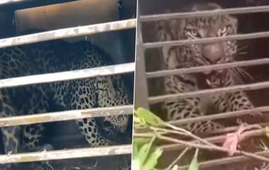 Leopard Video: কাশ্মীরের নাগারি রোড থেকে উদ্ধার চিতাবাঘ, দেখুন ভিডিয়ো