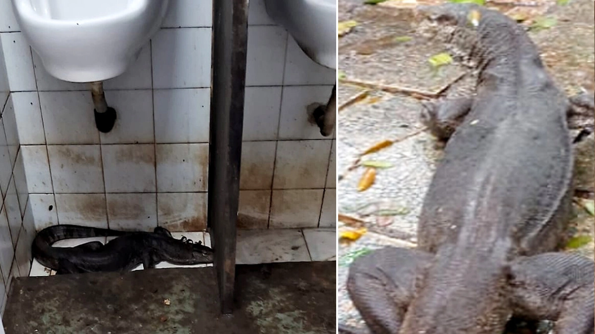 Monitor Lizard Takes Shelter মুম্বয়ে প্রবল বৃষ্টি থেকে বাঁচতে টয়লেটে