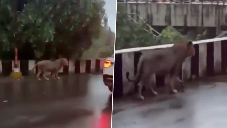 Lion Walking on Karachi Road: করাচির স্কুলের সামনে ঘুরছে সিংহ, দেখুন ভাইরাল ভিডিয়ো