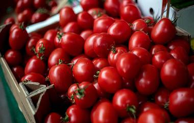 Tomatoes : টমেটো বিক্রি করে কোটিপতি পুনের কৃষক, আয় ২ কোটিরও বেশি