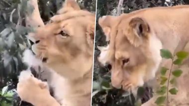 Lion Video: গাছের পাতা খাচ্ছে আমিষাশী সিংহ! অবাক করা ভিডিয়ো