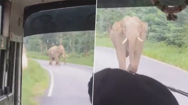Elephant Attack Video : রাস্তা পারাপারের সময় একটি হাতি হঠাৎ যাত্রী বোঝাই বাসের দিকে এগোতে থাকে… তারপর কী ঘটল দেখুন