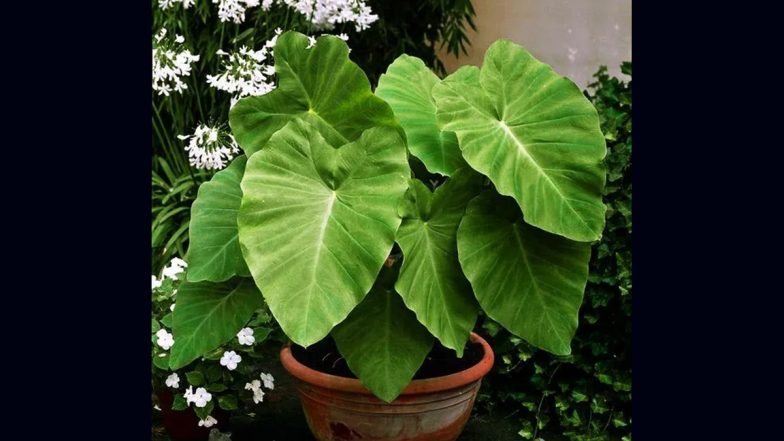 Colocasia Leaves Benefits : পেটের বহু সমস্যা নিরাময় করে এই পাতা, জেনে নিন উপকারিতা